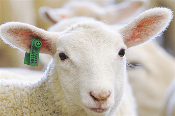 Sheep/Goat RFID ear tag