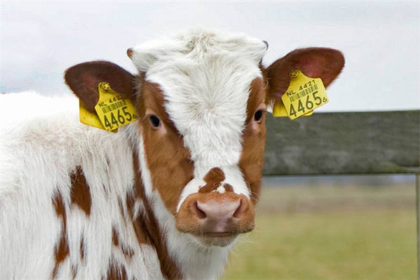 RFID ear tag for livestock